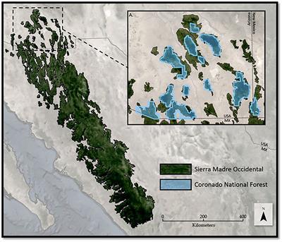 Multiscale ecological niche modeling exhibits varying climate change impacts on habitat suitability of Madrean Pine-Oak trees